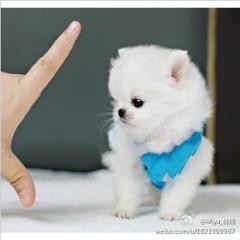 超级想买一只茶杯犬,不知道哪里可以买到纯种