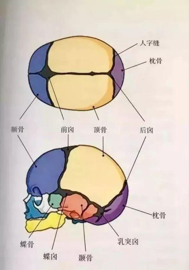 一块在头顶前部,呈菱形,叫前囟门;一块在后脑勺,呈三角形,叫后囟门