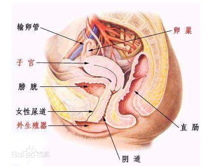 女性阴道长度8-10cm,阴茎只要不太短,不会影响性生活的.