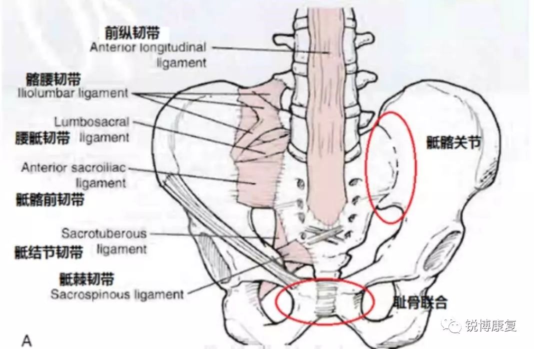 骨盆中的隐藏炸弹——骶髂关节