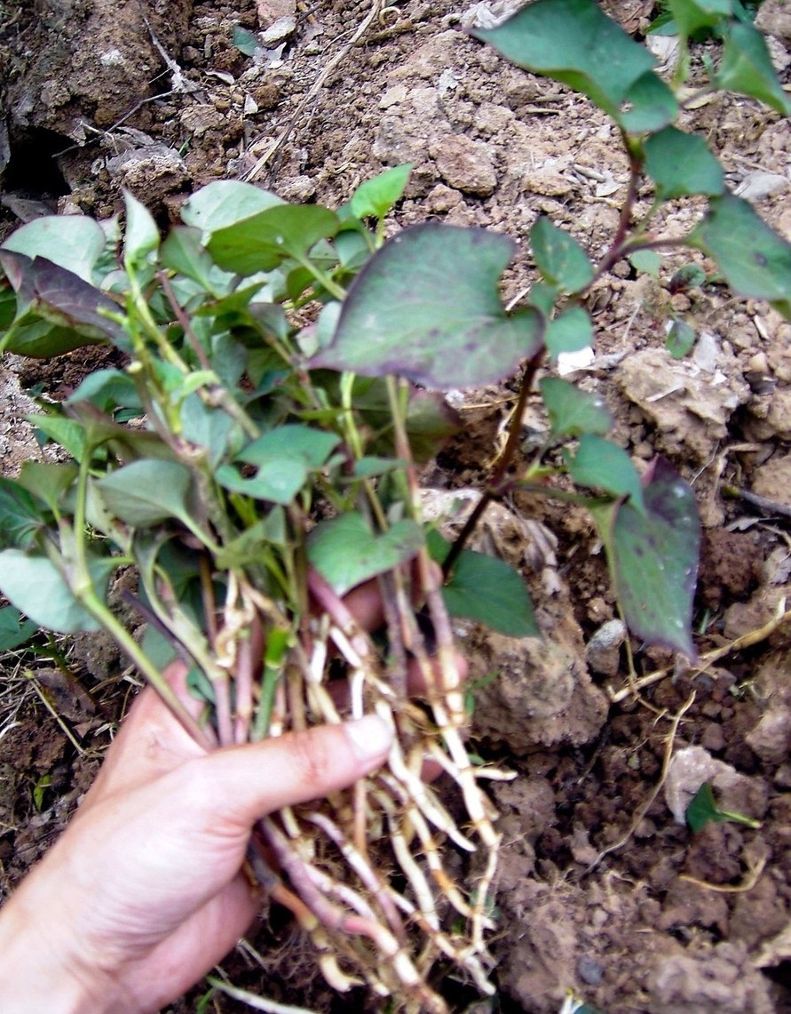 此野菜又名折耳朵,临床功效多,如何安全食用?看药学专家怎么说