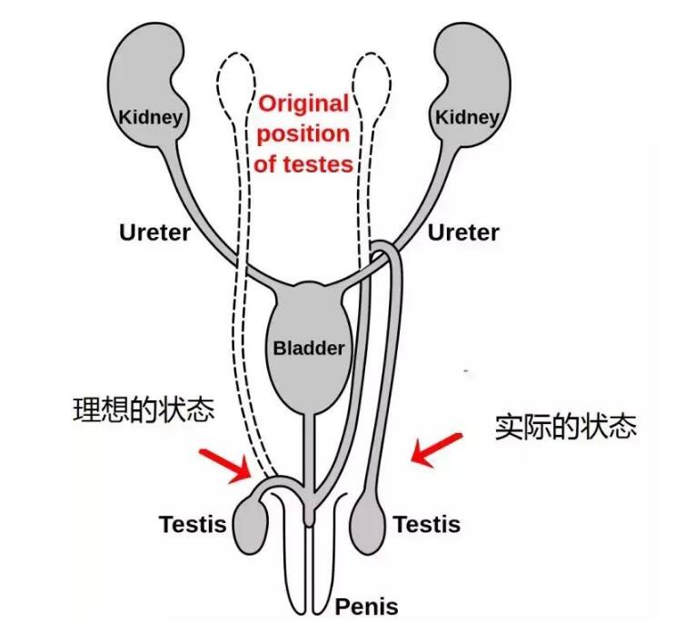 人类输精管为啥绕一大圈是进化论的低端bug吗