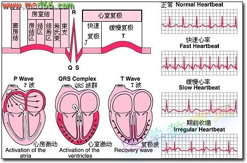 心脏的波动力系统