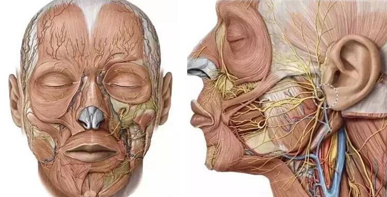 面部神血管经走势