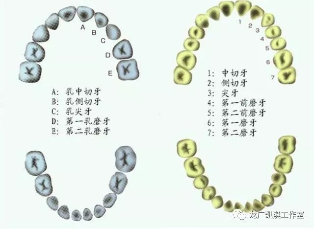 换牙:儿童换牙注意事项,儿童换牙顺序图,牙齿不齐,双排牙看这