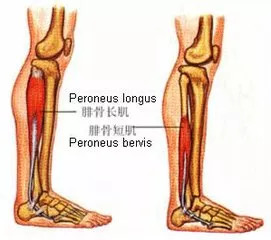 如果你前面看懂了,肯定知道第五跖骨骨折的罪魁祸首是谁→腓骨短肌