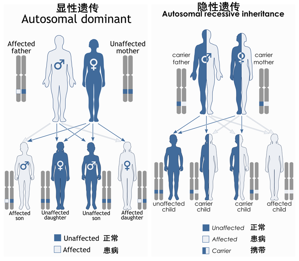 2000px-autosomal_dominant_-_en.svg_副本_副本.png