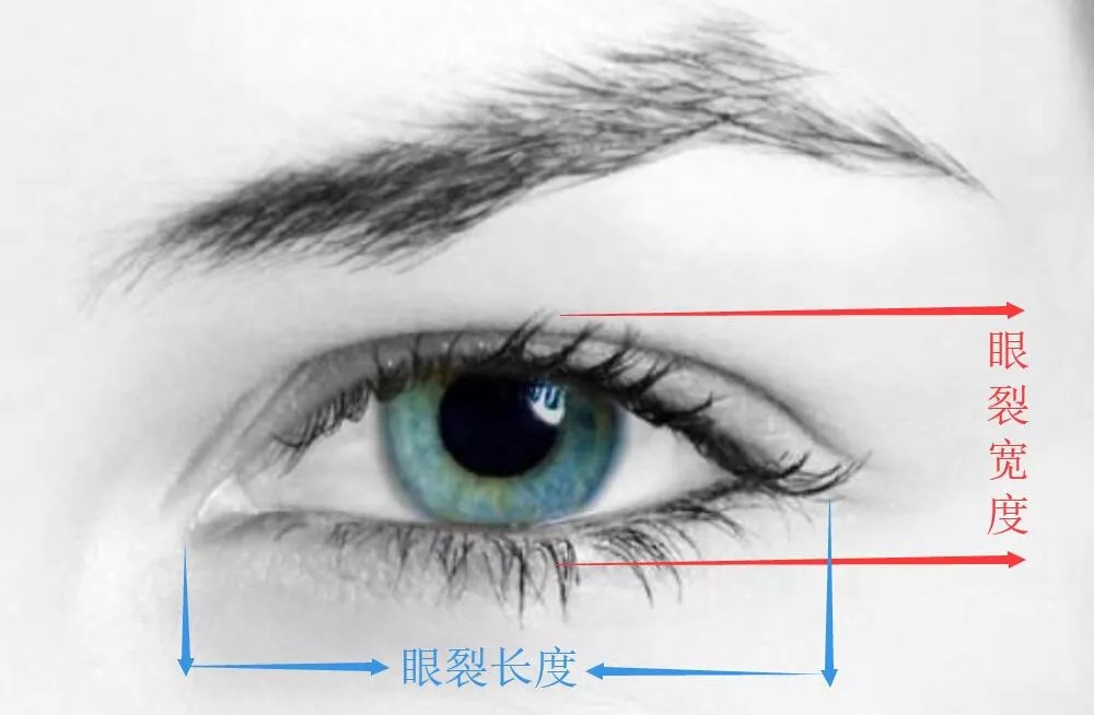 眼裂宽度:上眼睑到下眼睑的直线距离 眼裂长度:眼睛内眦点到外眦点的