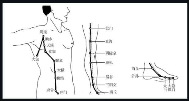     图为足太阴脾经循行