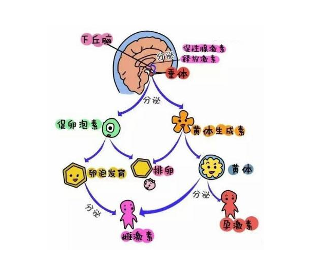 说说女性子宫内膜厚薄的影响