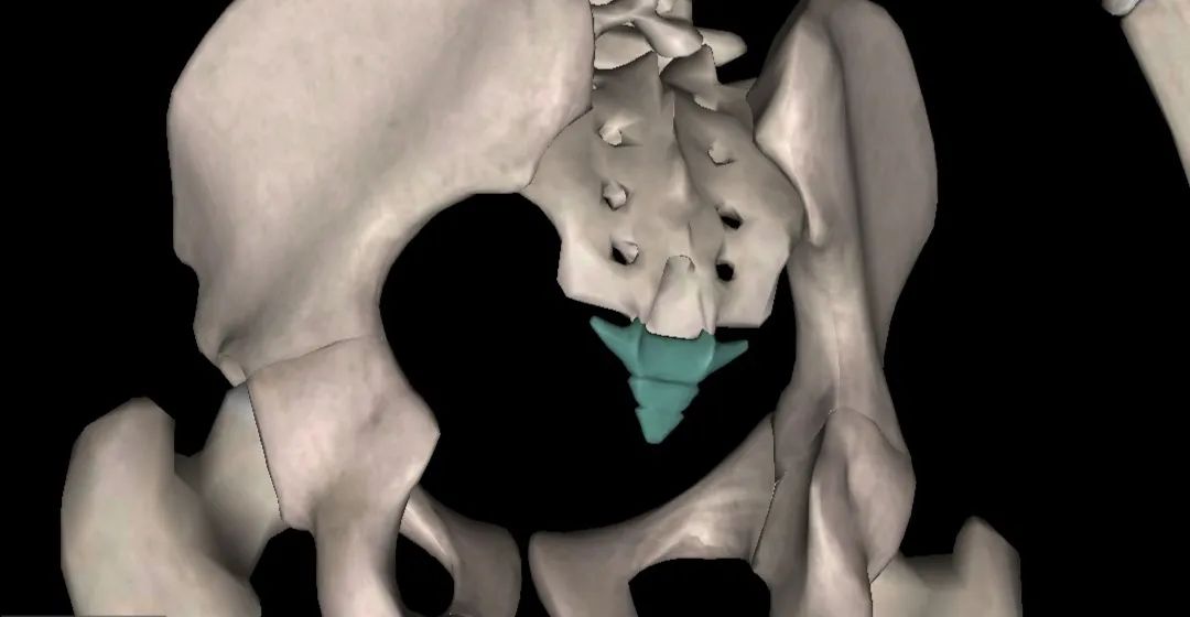 探索人类身体隐秘的角落尾巴骨