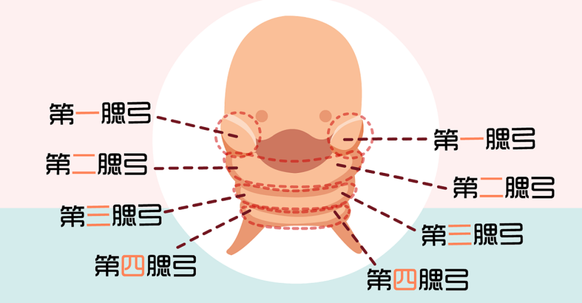 大小脸影响颜值?这3招教你有效矫正,收藏!