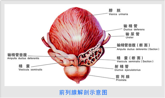 前列腺是怎样的一个存在对男性重不重要