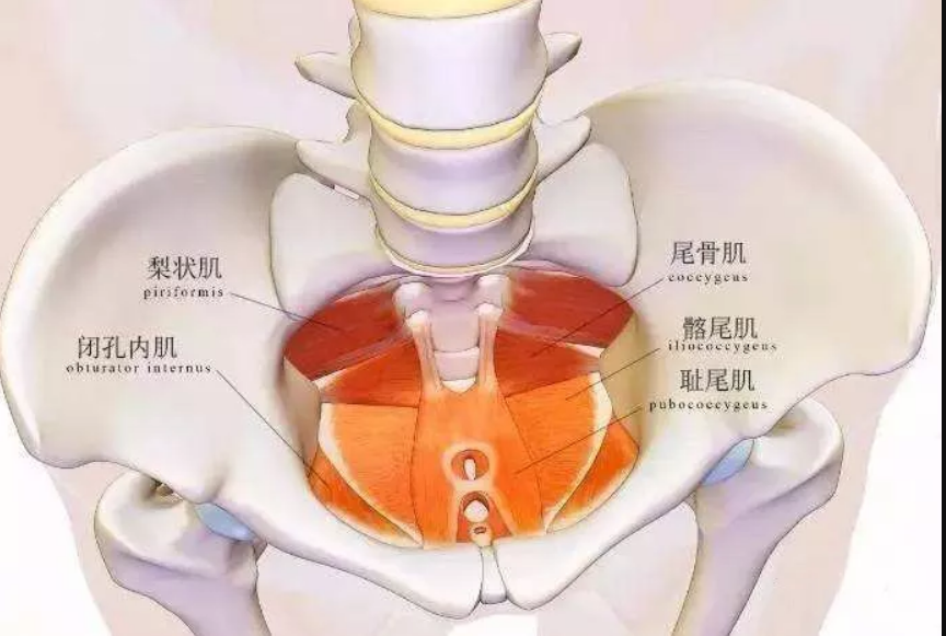 探索人类身体隐秘的角落—尾巴骨-陈博闻康复治疗技师-爱问医生