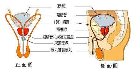 据研究,正常男性每次射出的精液量约2-6ml,其中大部分是由前列腺,精囊