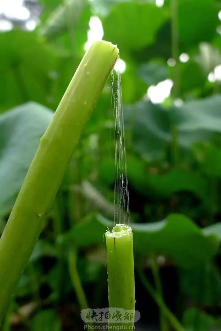 荷梗,古代名医喜欢用的药引子