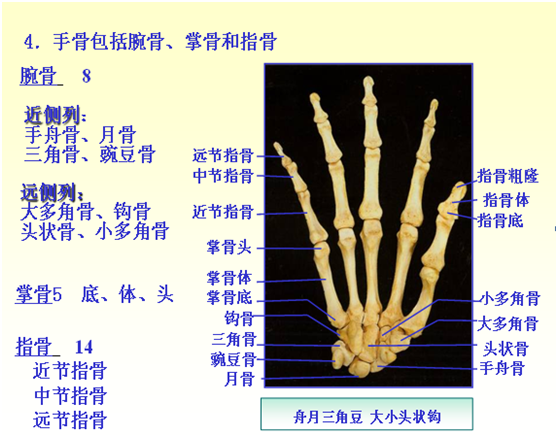 认识人体骨骼篇