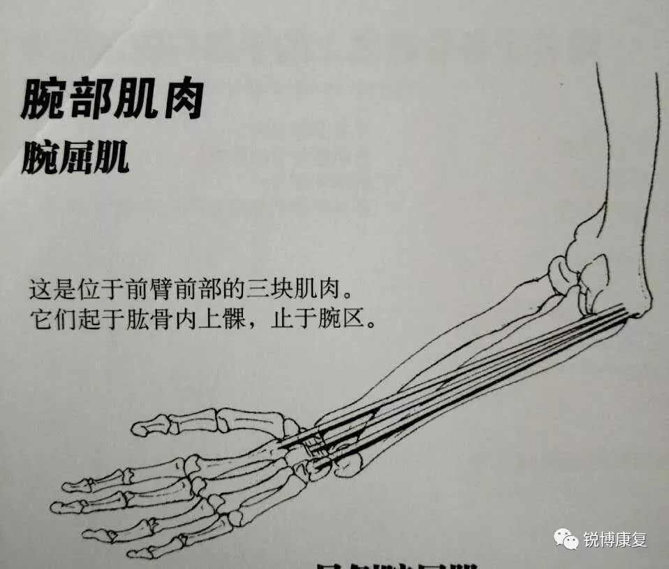 涉及萎缩的肌肉包括腕部和手指屈肌肌群——小贴士:·手部正中神经