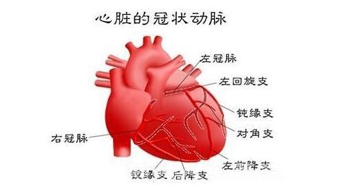 心脏"自我搭桥"的作用,日常这样做就行