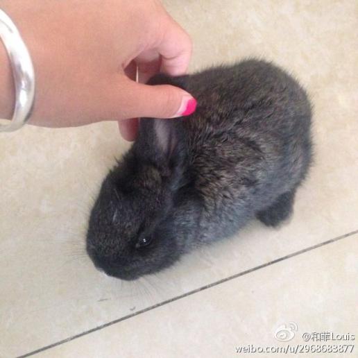 小兔子身上脏了怎么办可以洗澡吗