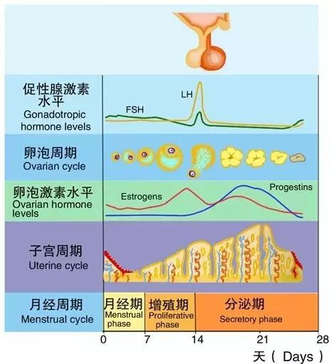 (图:月经周期形成原理,以及卵巢和子宫内膜变化)