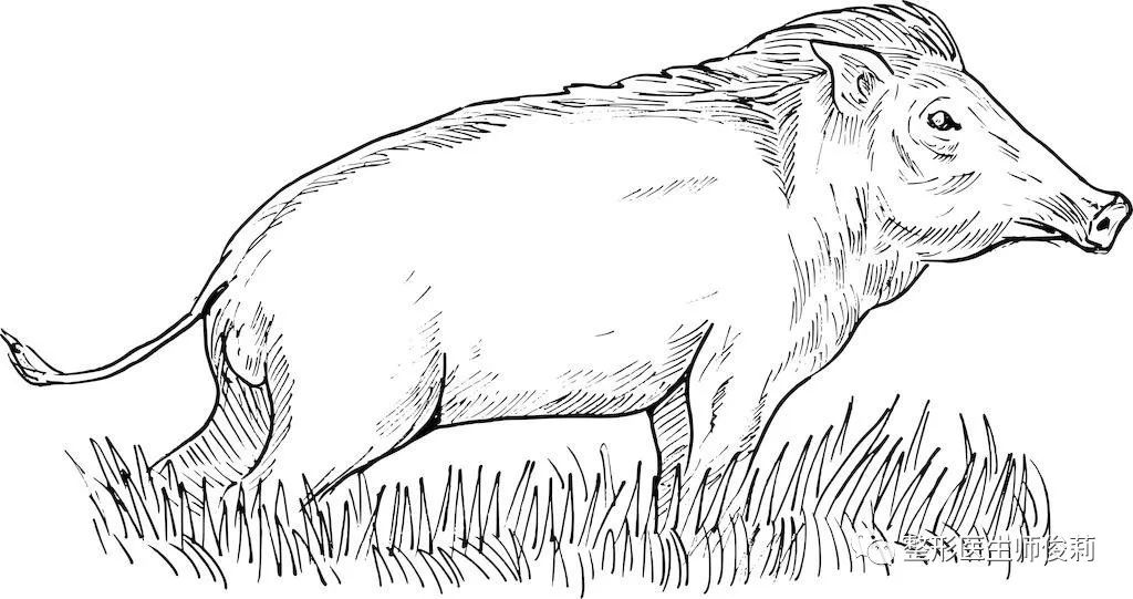 有趣的动物鼻子(四):猪鼻子为什么朝天?