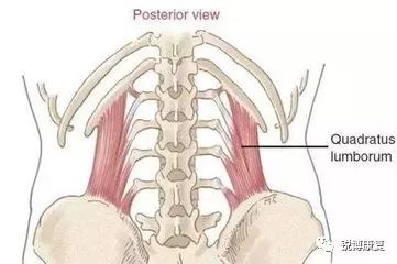 腰方肌起自第12肋骨下缘和第1-4腰椎横突髂嵴的后部,止于髂嵴上缘.