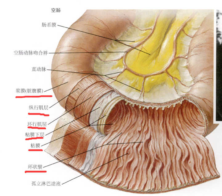 而小肠主要负责吸收营养物质,小肠黏膜表面有大量的绒毛样结构,绒毛