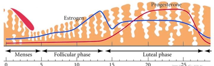 (月经周期示意图,子宫内膜厚度随着月经周期内分泌水平的变化逐渐增厚
