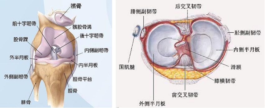 前交叉韧带重建术后康复注意及要求(同样适合后交叉韧带)