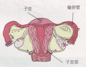 身体没有任何问题竟然也会不孕