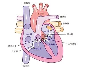 心脏瓣膜病是心脏外科的一种常见疾病,其最常见的病因有瓣膜脱垂,瓣膜