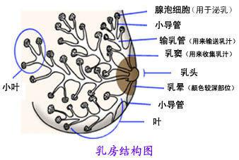 而自体脂肪填充是将脂肪填充在胸大肌表面和乳腺后间隙,不会破坏乳腺