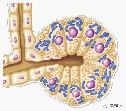 聊聊节日病:急性胰腺炎之胰腺是干什么用的-陈子昂-爱问医生