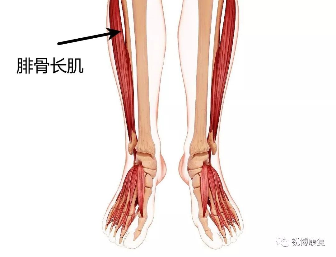 胫骨后肌是小腿肌群中最强大的足内翻肌,除此之外还有维持纵弓的作用