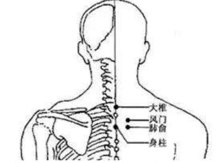 (风门,身柱,肺俞位置图示)