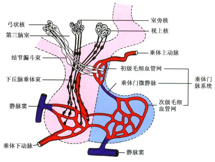 素,是一种多肽类激素,主要由下丘脑视上核,室旁核的大细胞神经元合成