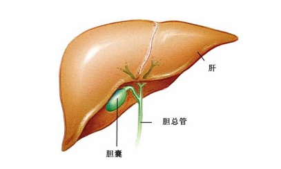 不可忽视的肝胆疾病(经验贴)