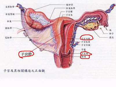 三大诱因导致女性子宫内膜炎出现