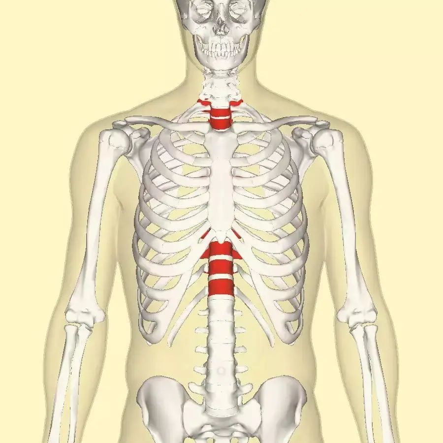 你的颈椎腰痛根源"顶梁柱"胸椎