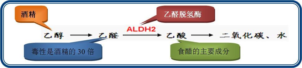 乙醇进入人体后,会由肝脏内的乙醇脱氢酶先代谢成乙醛