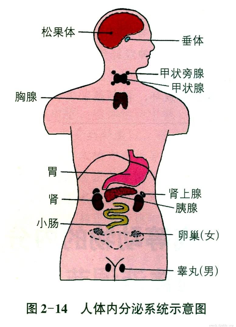 人体内分泌系统.jpg