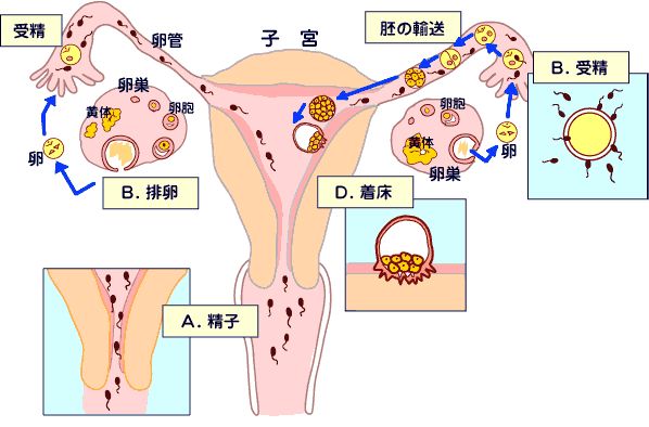 精子与卵子结合为受精卵,还需要通过输卵管成功送达子宫,如炎症感染