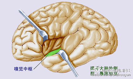 周博士带您探秘大脑之【我们的化学兄弟:味觉和嗅觉】