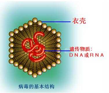 病毒的结构