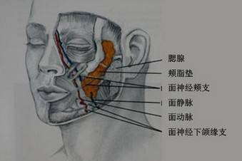 颊脂垫存在于我们的咬肌,笑肌,颧大肌之间,不参与咀嚼功能,摘除后无