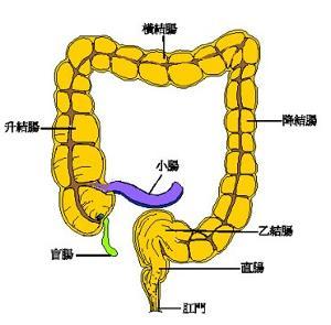 结肠分升结肠,横结肠,降结肠和乙状结肠4部,大部分固定于腹后壁,结肠