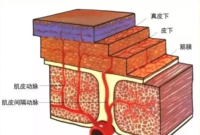 做面部除皱术,首先要了解重要的面部解剖结构,即面部支持韧带,颞区