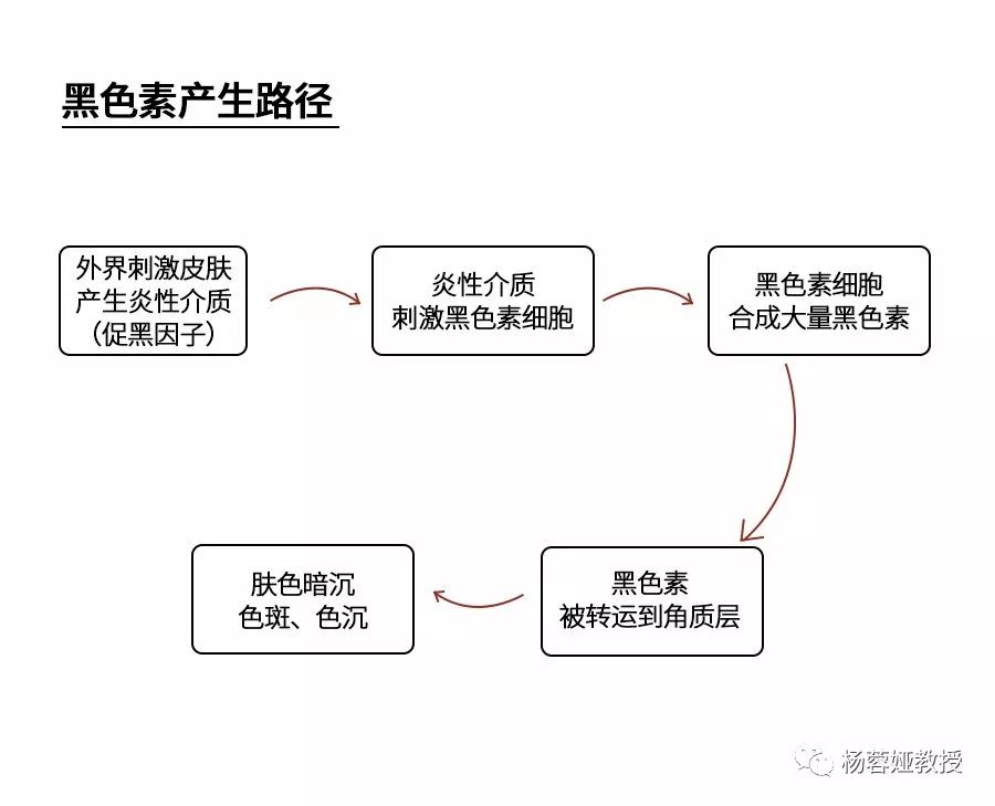 黑色素在黑色素细胞合成后被黑素小体转运到角质形成细胞的细胞核上方