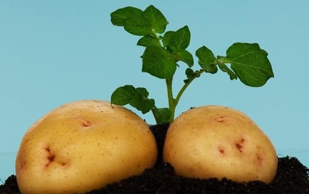 发芽的土豆还能吃吗?医生详细解说,爱吃土豆的您不妨来了解